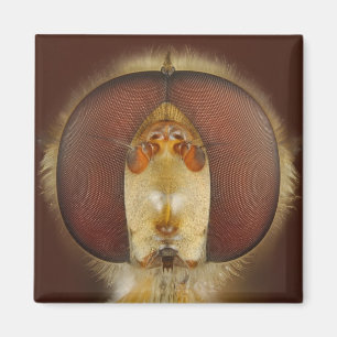Imán Ojos principales y compuestos de una mosca de la