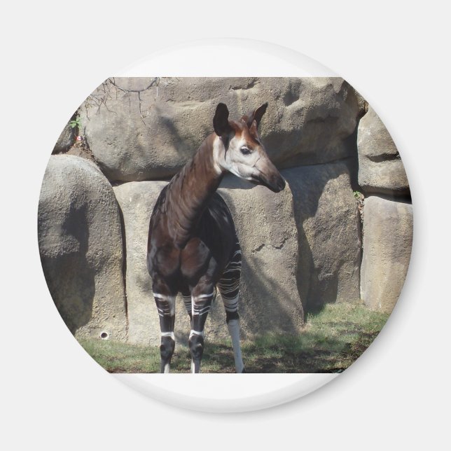 Imán okapi (Frente)