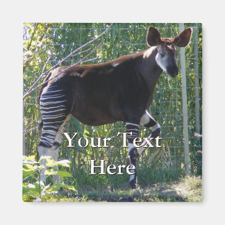 Imán Okapi Magnet