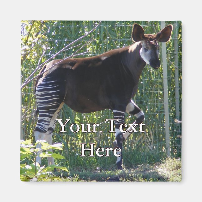 Imán Okapi Magnet (Frente)