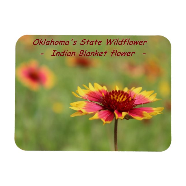 Imán Oklahoma State Wildflower Magnet (Horizontal)