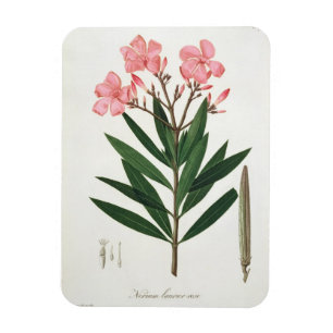 Imán Oleander de "Phytographie Medicale" por el Ro de