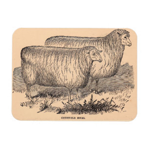 Imán Oleuñas del siglo XIX