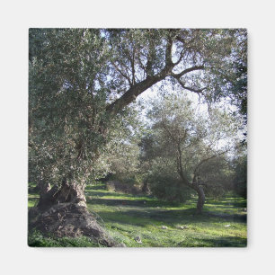 Imán Olive Grove