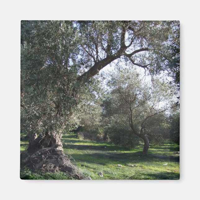 Imán Olive Grove (Frente)