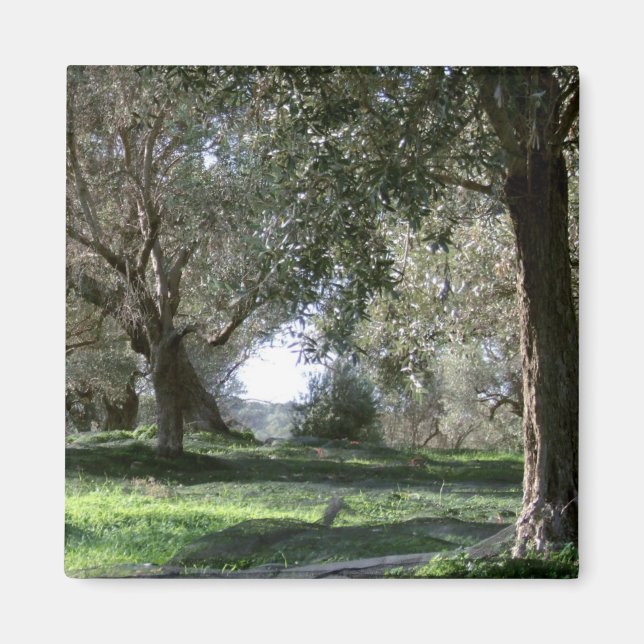 Imán Olive Grove Magnet (Frente)