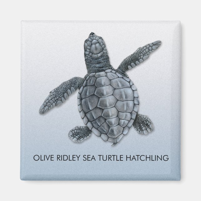 Imán Olive Ridley Sea Turch Hatchling Magnet (Frente)