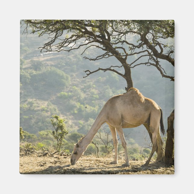 Imán Omán, región de Dhofar, Salalah. Camello (Frente)