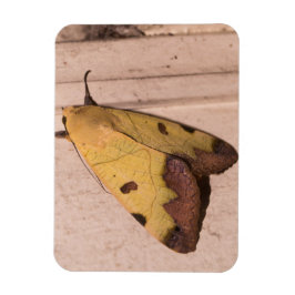 Imán Ophiusa tirhaca, el drab verde