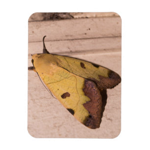 Imán Ophiusa tirhaca, el drab verde