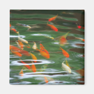 Imán Opinión de alto ángulo los pescados de la mierda