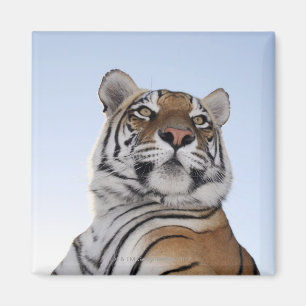 Imán Opinión de ángulo bajo un tigre (Panthera el