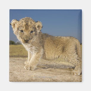 Imán Opinión el cachorro de león joven (Panthera leo)