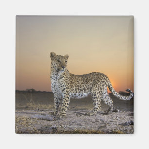 Imán Opinión integral el leopardo (pardus del Panthera