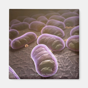 Imán Opinión microscópica bacterias