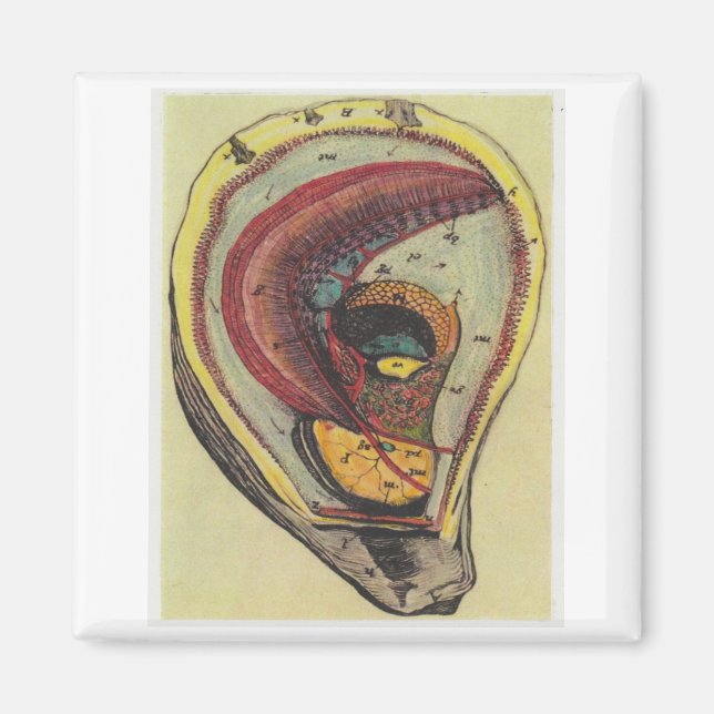 Imán opositor (Frente)