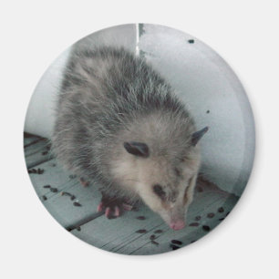 Imán oposum