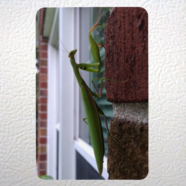 Imán Orando a los Mantis en la pared de ladrillos (Praying Mantis on Brick Wall Magnet on Fridge)