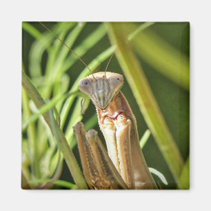 Imán Orando a Mantis