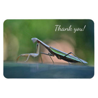 Imán Orando a Mantis Gracias