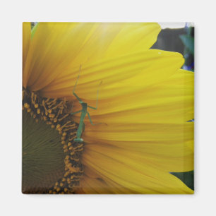 Imán Orando el girasol de Mantis
