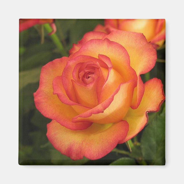 Imán Orange Rose (Frente)