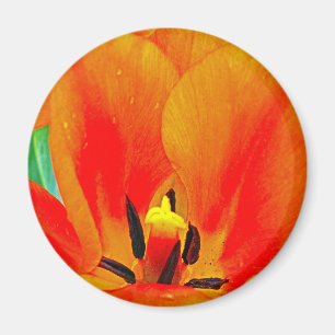 Imán Orange Tulip