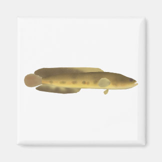 Imán Orangespotted Snakehead