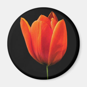 Imán OrangeTulip