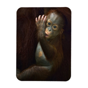 Imán Orangután
