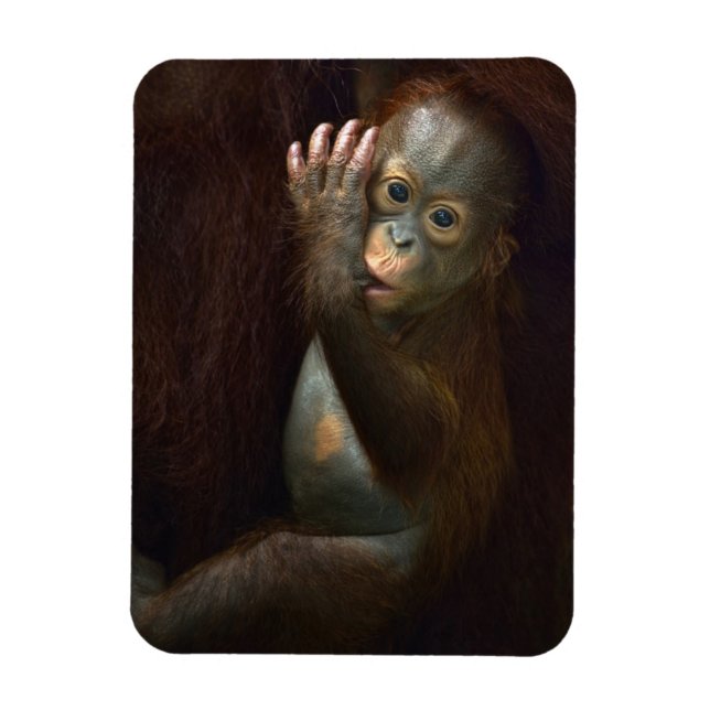 Imán Orangutan (Vertical)