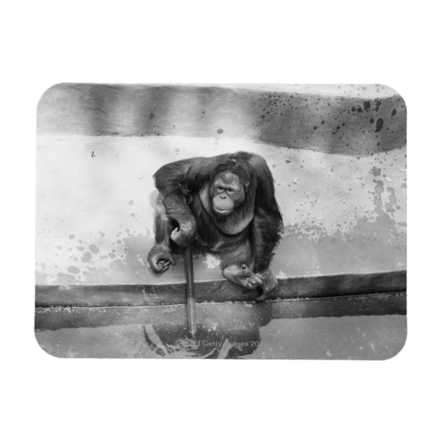 Imán Orangutan (Horizontal)