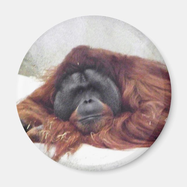 Imán Orangutan (Frente)