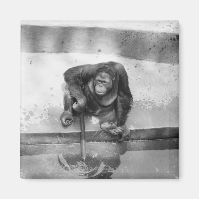 Imán Orangutan (Frente)