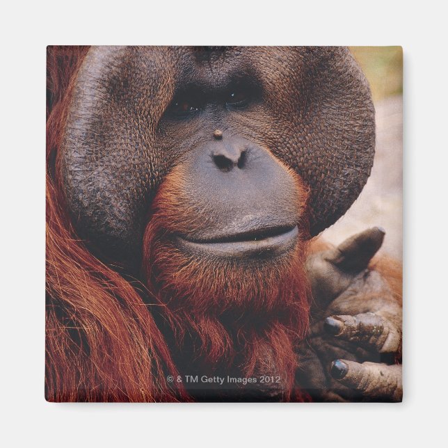 Imán Orangutan (Frente)