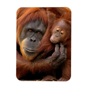 Imán Orangután de la madre y del bebé