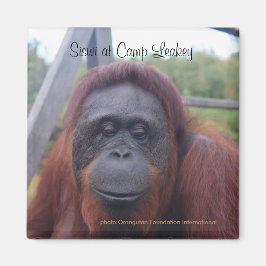 Imán Orangután en el campamento de Leakey, Kalimantan B