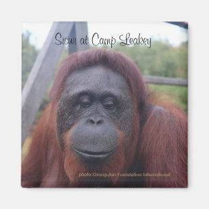 Imán Orangután en el campo Leakey, Kalimantan Borneo