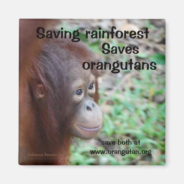 Imán Orangutan Habitat Magnet (Frente)