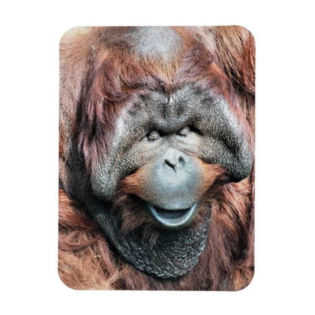 IMÁN ORANGUTANOS (Vertical)