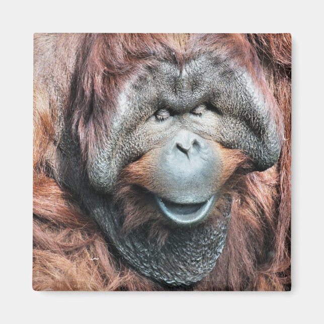 IMÁN ORANGUTANOS (Frente)