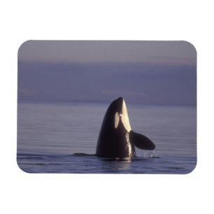 Imán Orca asesina (Orca orcinus) haciendo spyhop cerca