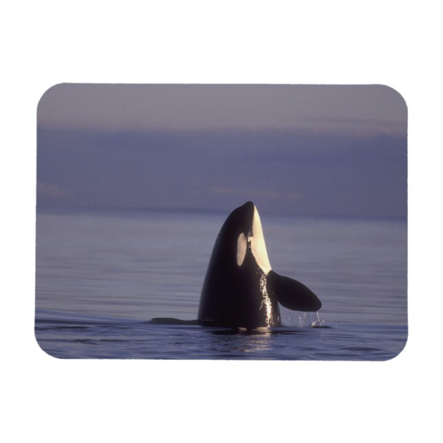 Imán Orca asesina (Orca orcinus) haciendo spyhop cerca (Horizontal)