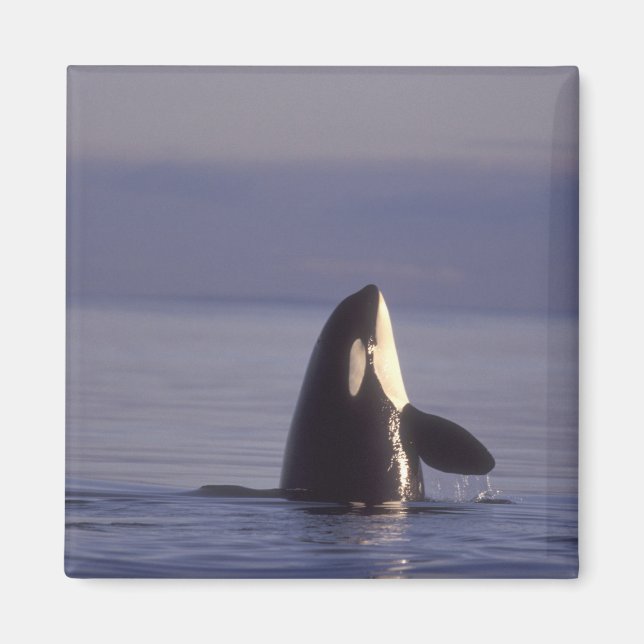 Imán Orca (Orca orcinus) asomando la cabeza cerca (Frente)