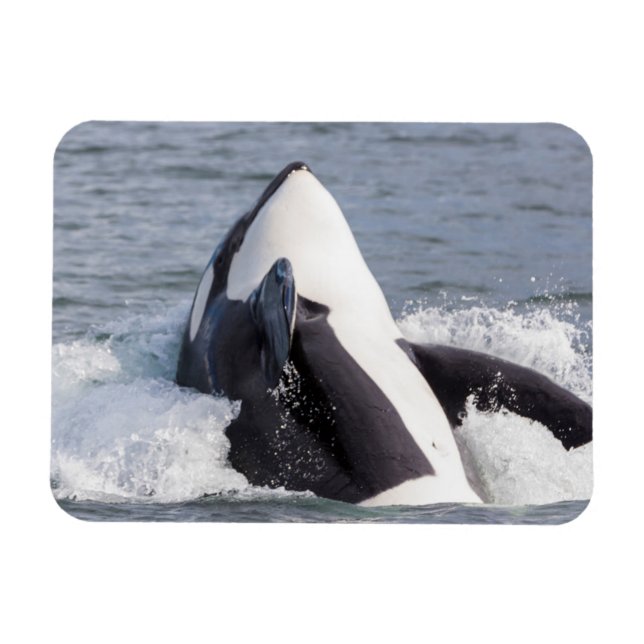 Imán Orca saltando fuera del agua (Horizontal)