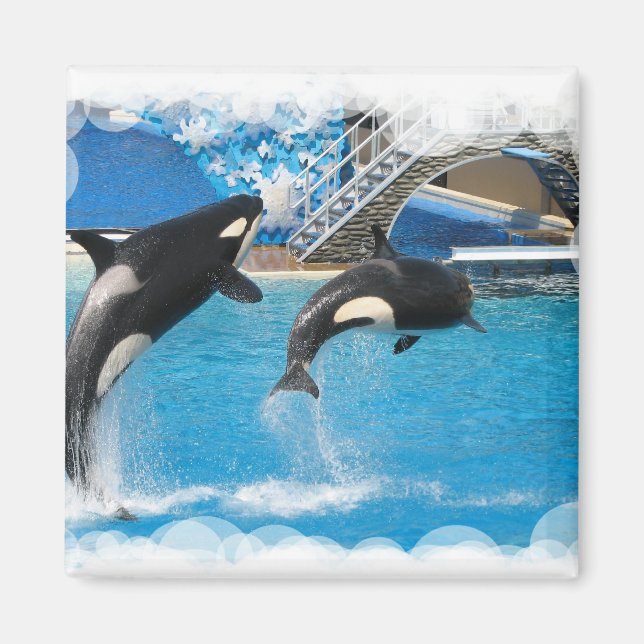 Imán Orca Whales Magnet (Frente)