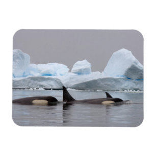 Imán orcas (ballenas asesinas), Orcinus orca, grupo
