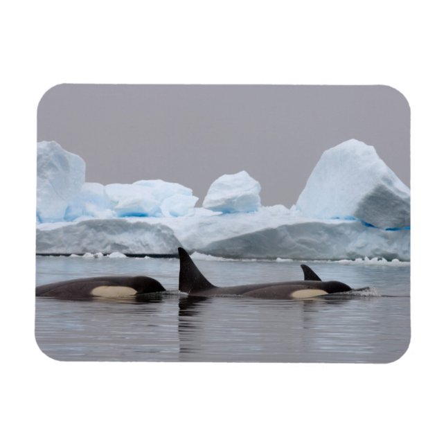 Imán orcas (ballenas asesinas), Orcinus orca, grupo (Horizontal)
