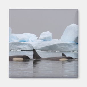 Imán orcas (ballenas asesinas), Orcinus orca, grupo