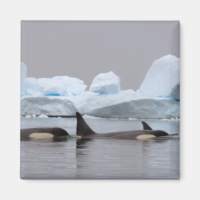 Imán orcas (ballenas asesinas), Orcinus orca, grupo (Frente)